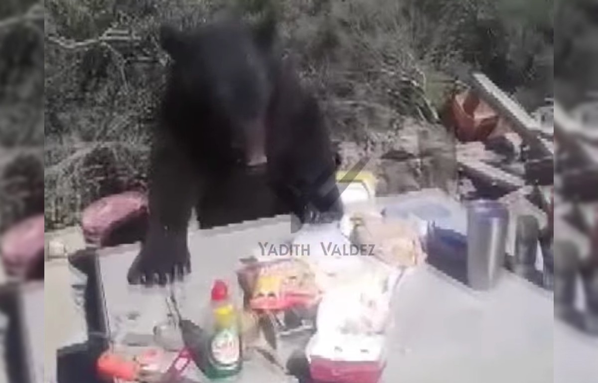 El oso reaccionó agresivamente cuando se acercó el albañil. Foto: Especial