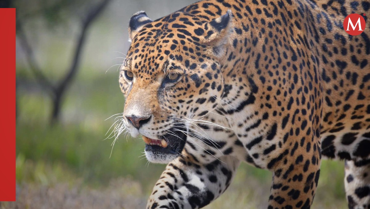 Incendio en el refugio del jaguar en Oaxaca | FB: santuariodeljaguar