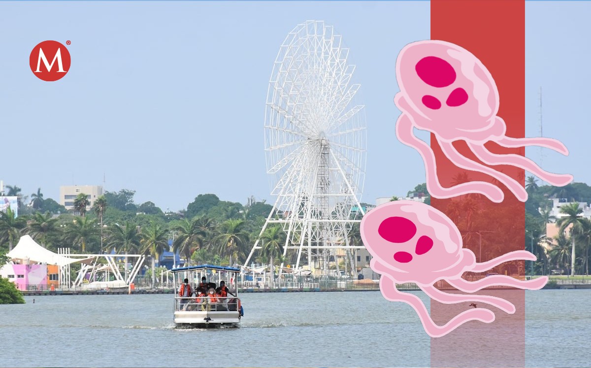 Medusas en la Laguna del Carpintero en Tampico