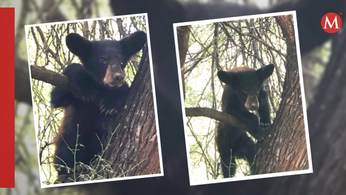 Encuentran pequeño oso en panteón de Padilla, Tamaulipas.