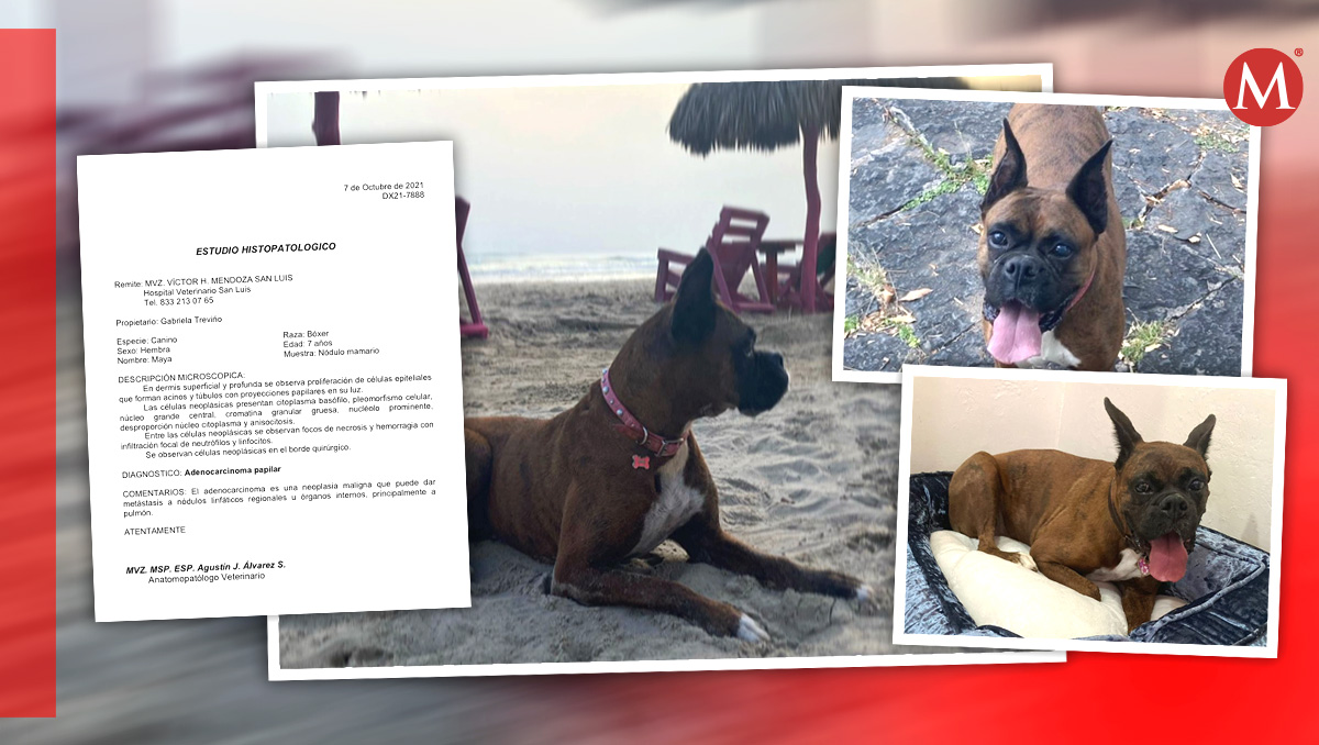 Gabriela Treviño busca con insistencia a Maya debido a que por su estado de salud requiere múltiples cuidados