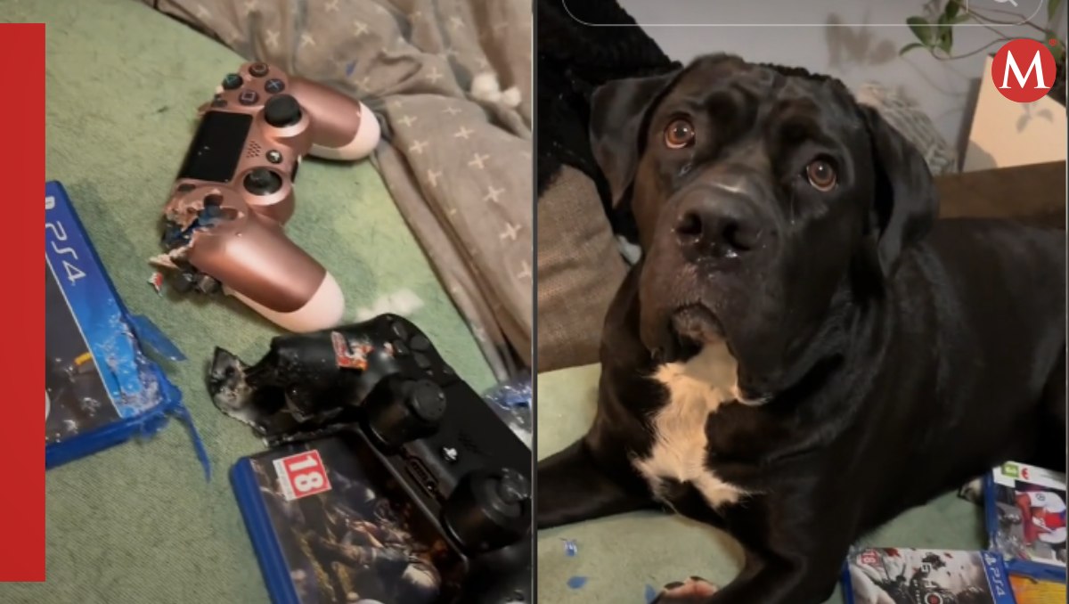 Perrito destroza videojuegos