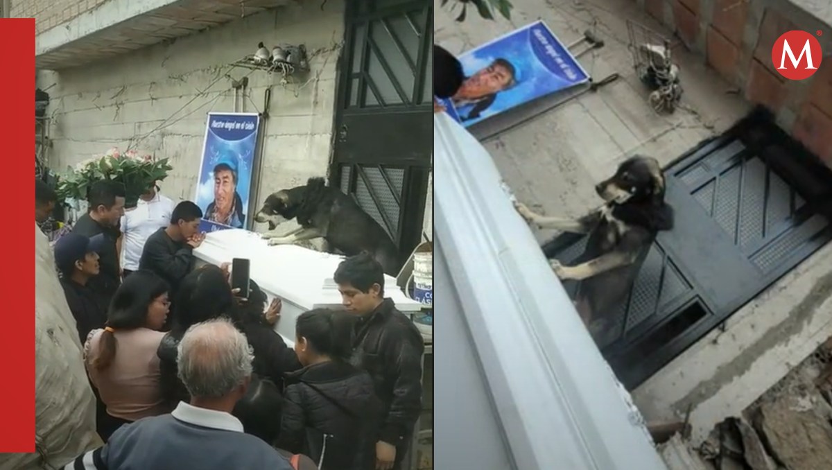 Perro despide a su amo | Especial