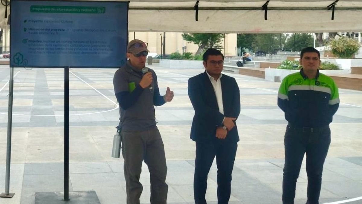 Los árboles que se van a plantar y a reponer en este espacio son árboles de gran tamaño, aseguraron | César Cubero