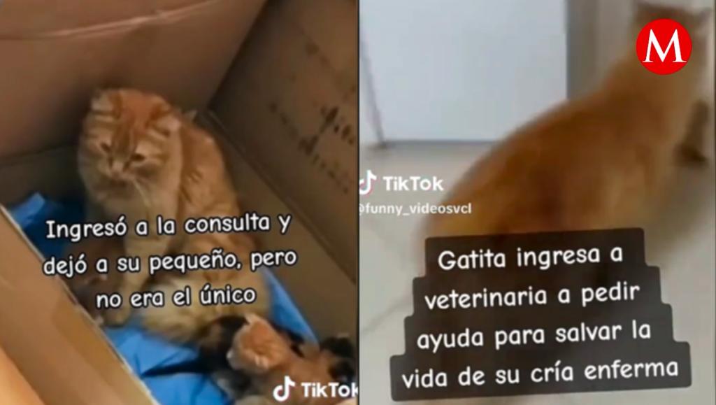 La mamá gato se volvió viral en redes sociales.