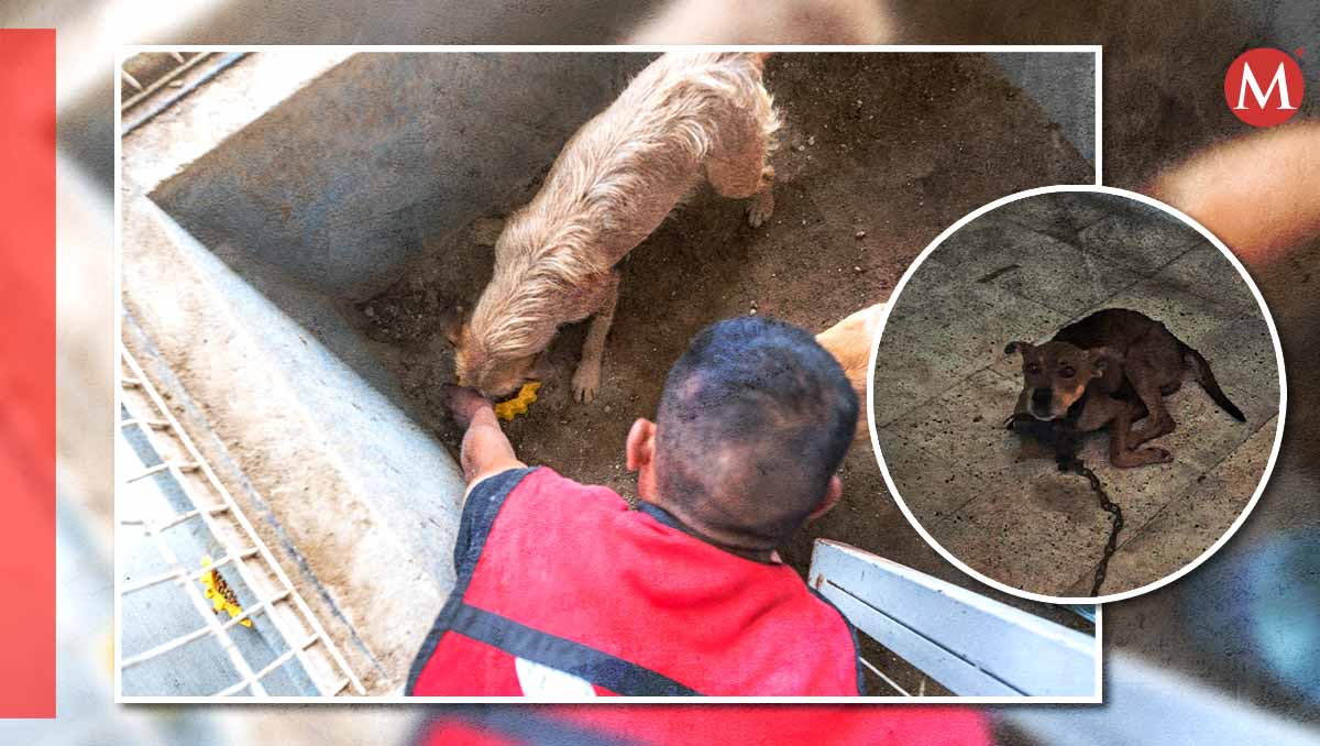 El CAAM recibe hasta cinco denuncia por día. | Foto: Especial.