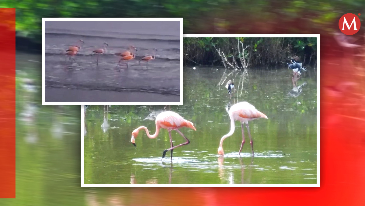 Los flamencos rosas fueron captados por especialistas en Veracruz. | Especial