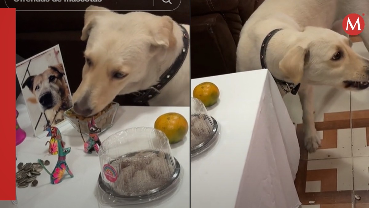 Perro se come ofrenda en altar de muertos | Especial