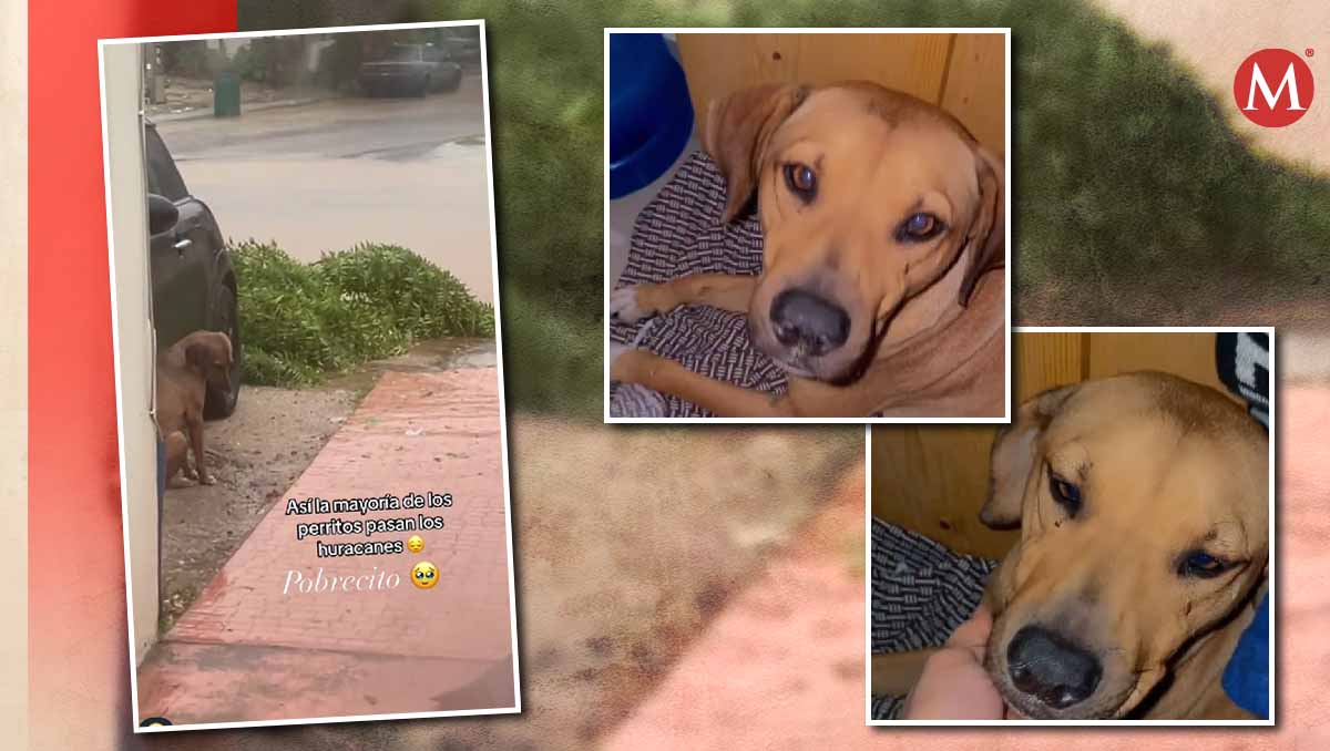 La usuaria dio albergue y cobijo al perrito.| Foto: Especial