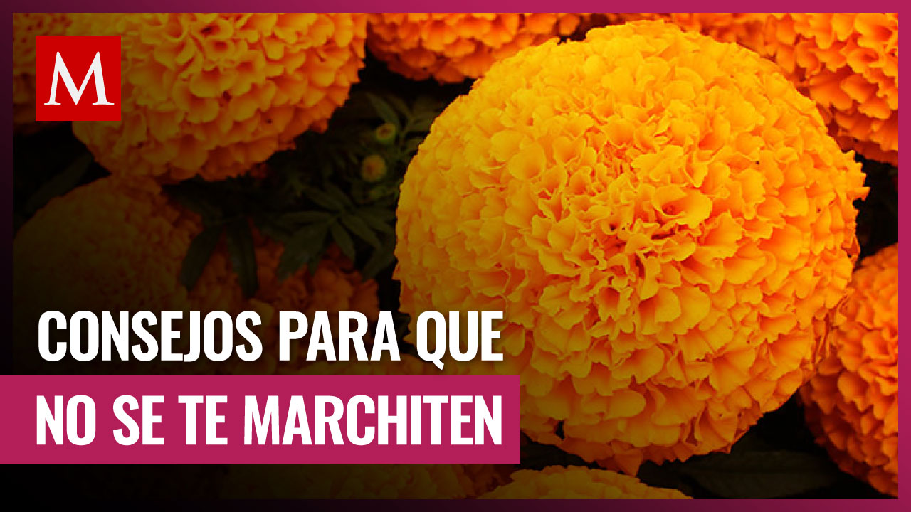 Consejos para prolongar la vida de tus flores de cempasúchil