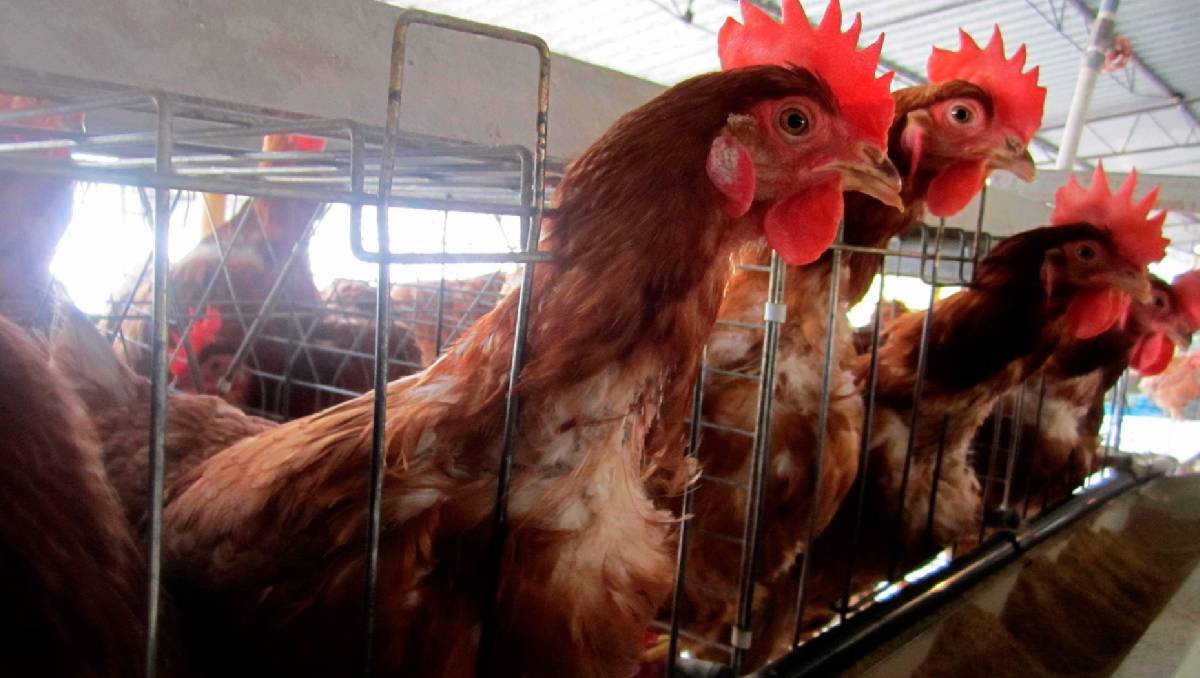 15 mil pollos fueron sacrificados | (Cuartoscuro)
