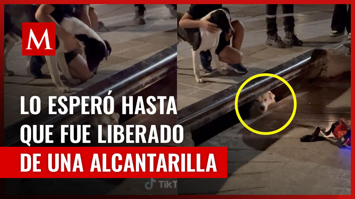 Perrito alertó de que su amigo estaba atrapado en una alcantarilla; lo esperó hasta el final