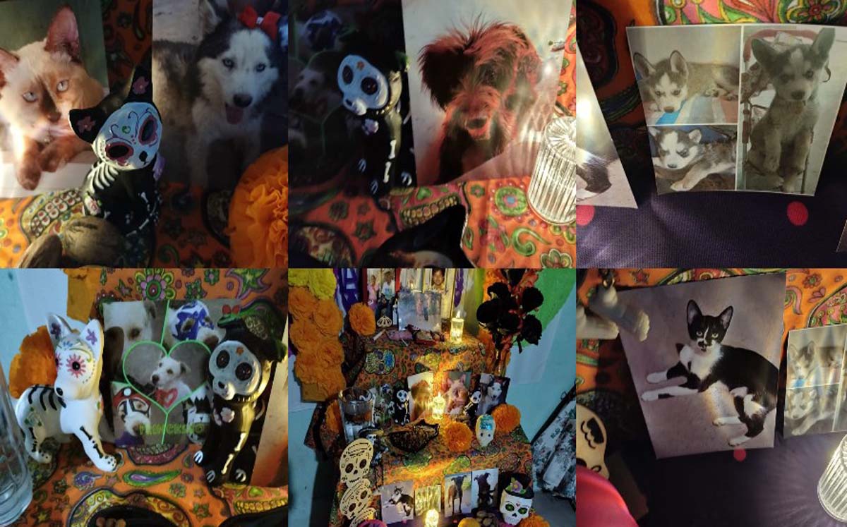 Altar de muertos para mascotas. (Especial)