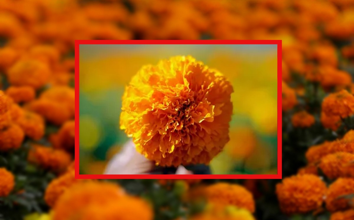 Su nombre proviene del náhuatl y significa 'veinte flores'.