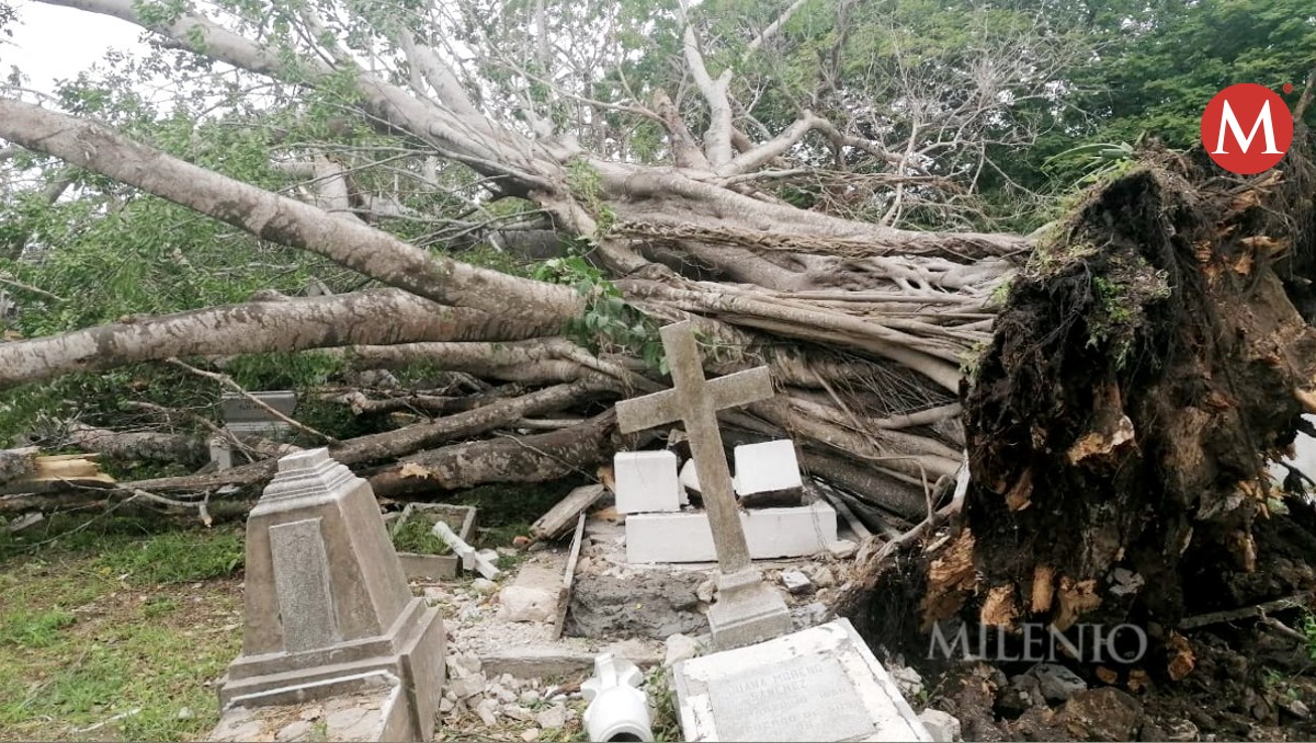 Caen árboles en cementerio municipal de Tampico. (Reynaldo Gutiérrez)