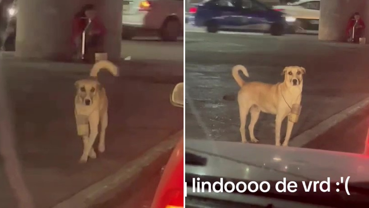 El perrito fue captado pidiendo dinero en San Luis Potosí. | TikTok