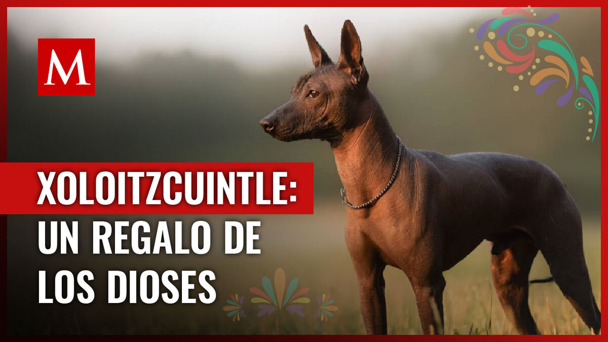 Xoloitzcuintle, el perro azteca que guía las almas al Mictlán