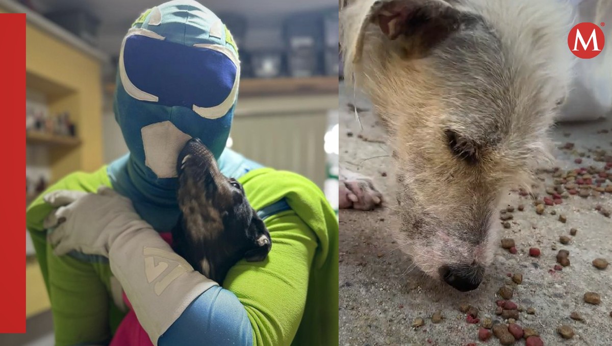 Zadrigman regala comida a perritos de Acapulco | Captura e Instagram