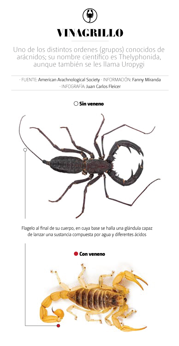 Ampliando la diversidad biológica: México suma 10 especies de vinagrillos inofensivos | Especial