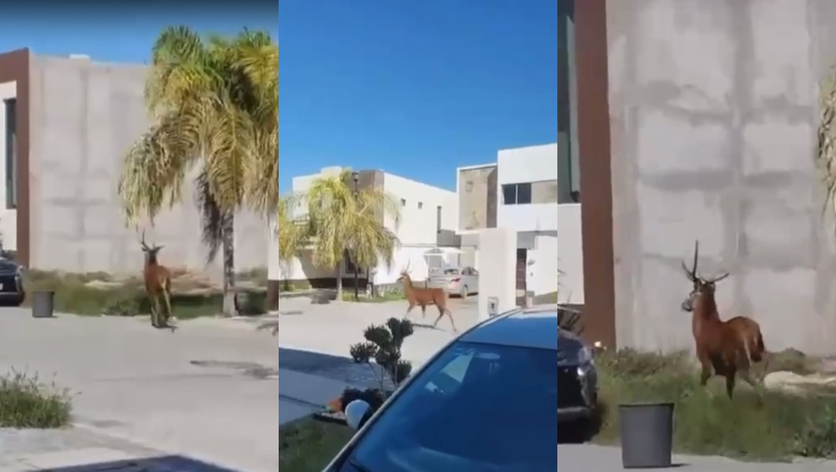 Captan a venado en Torreón. | Especial