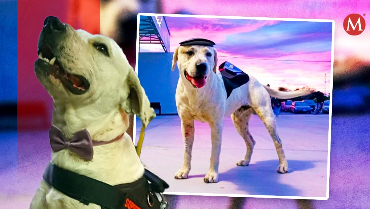 Matan a perro ingeniero adoptado de la Universidad de Tehuacán, Puebla | Especial | Diseño Milenio