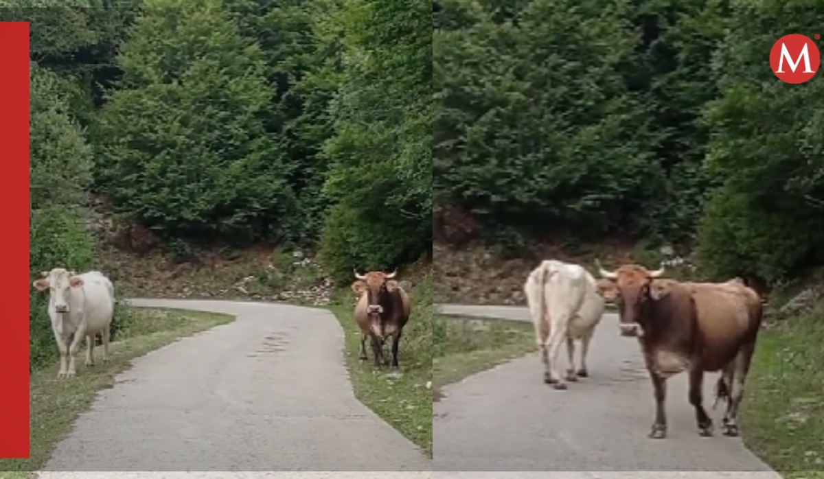 vacas impiden el paso a una mujer
