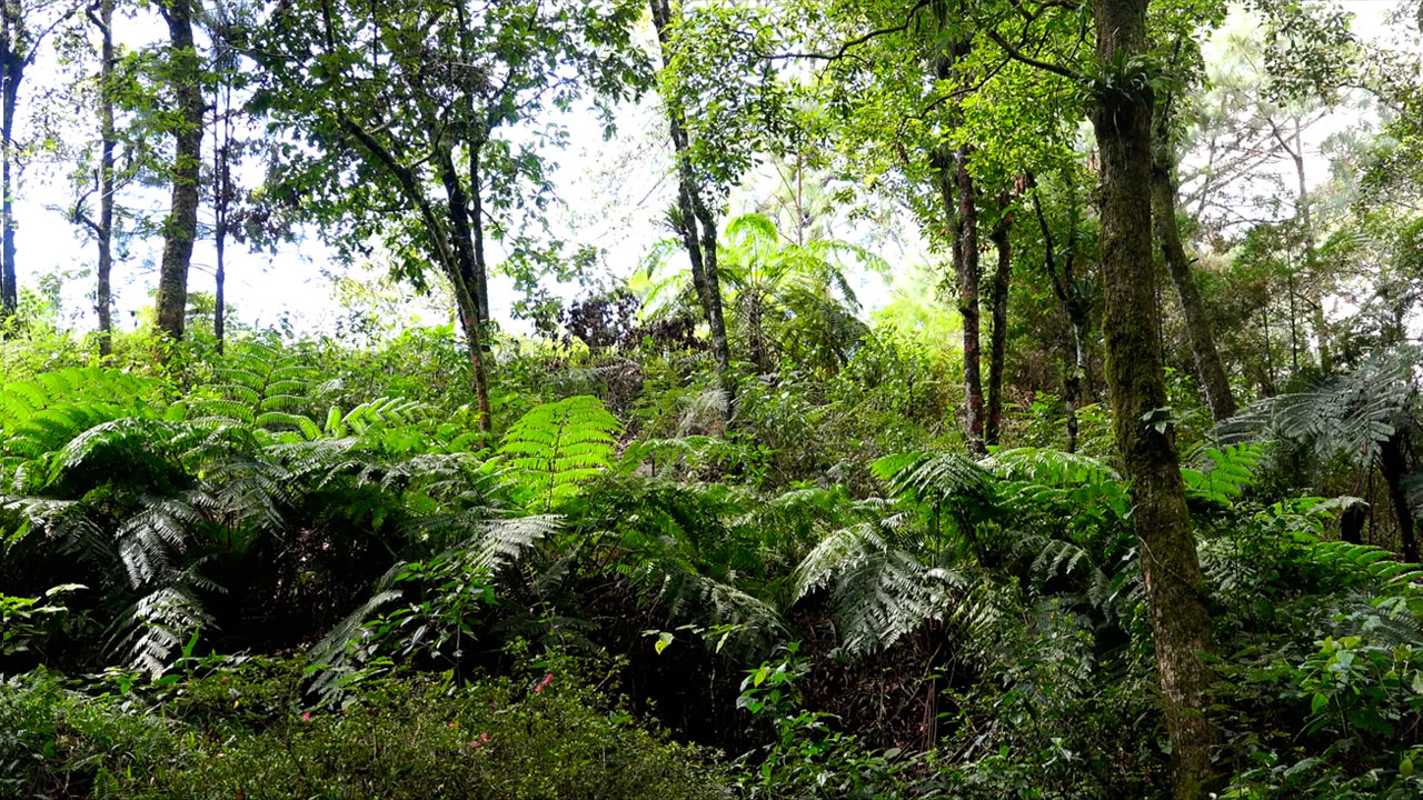 Estampas del Bosque de Niebla | Conexión Milenio