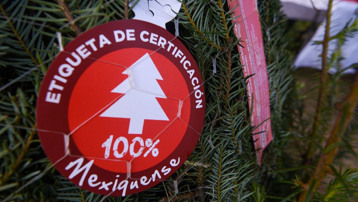 Árboles producidos en el municipio de Xonacatlán | (Cuartoscuro)