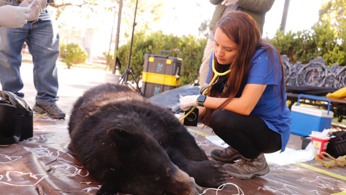 La normativa establece que los basureros en las viviendas tengan tapa que no pueda ser abierta por animales | Especial