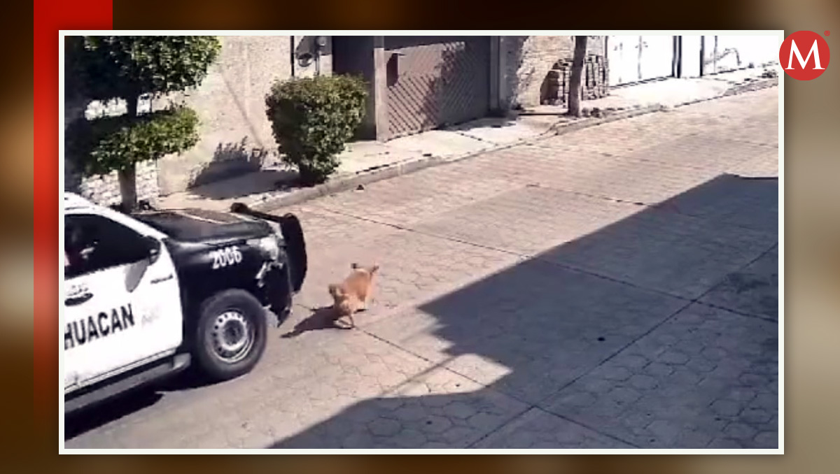 Los policías ya cuenta con una carpeta de investigación por maltratro animal | (Diseño: Milenio)