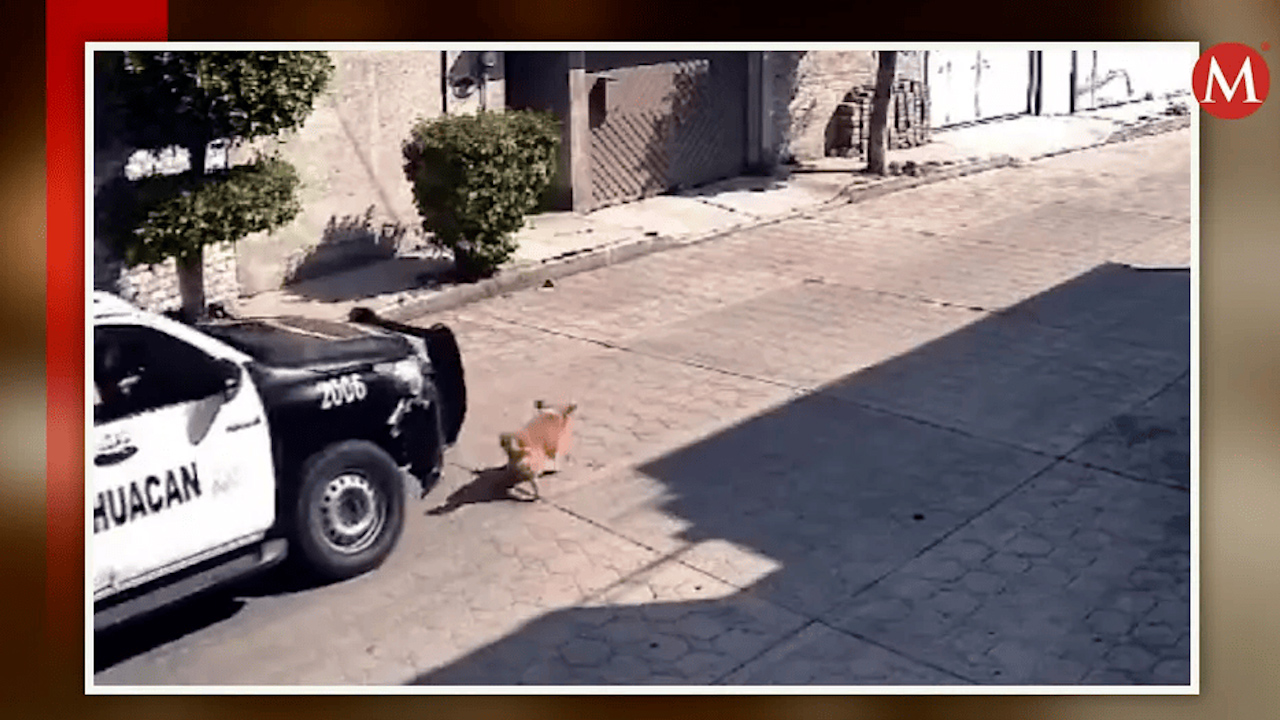 Separan del cargo a policías que atropellaron a un perrito en Chimalhuacán