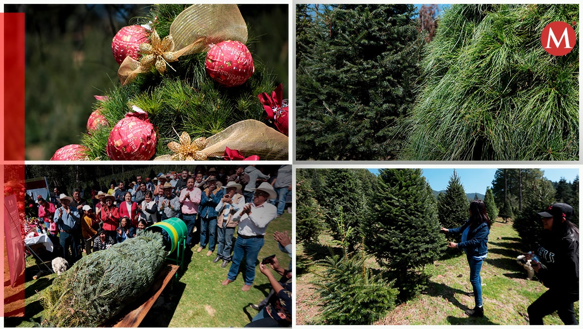 Árboles de navidad en Edomex.| Fotos (Tania Contreras).