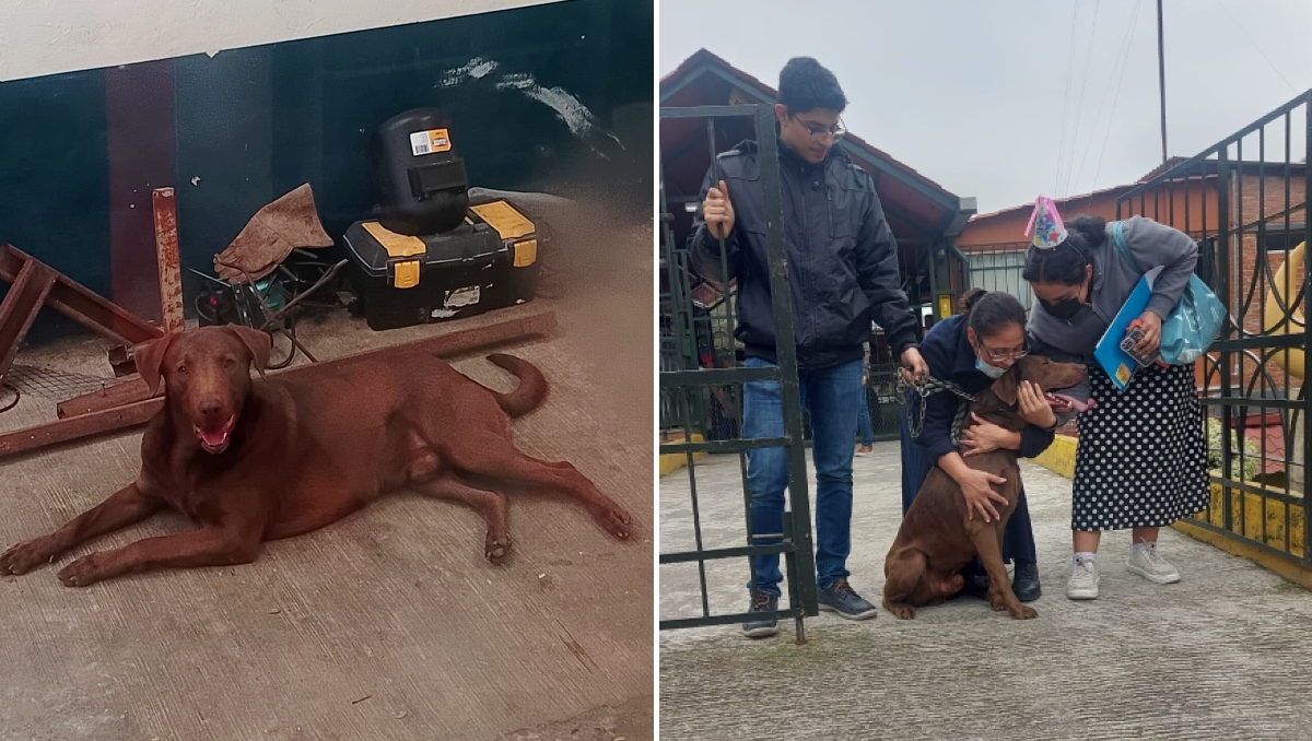 Goliat regresó a casa con su familia en Orizaba, mientras siguen la investigaciones por presunta agresividad. | Facebook