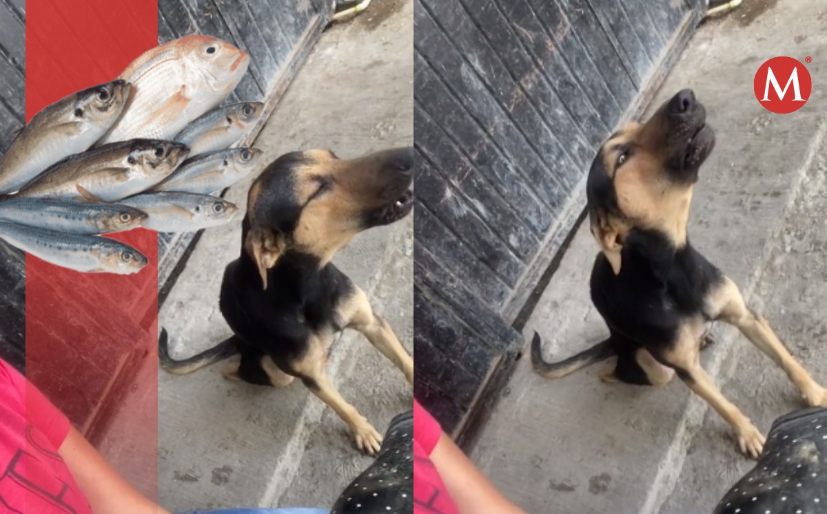Graban a perro vendedor de pescados en Tampico