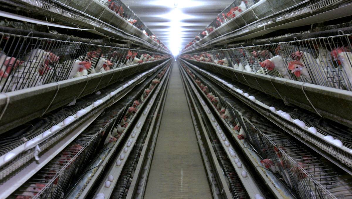 Las gallinas serán asesinadas para que sus jaulas sean limpiadas | AP