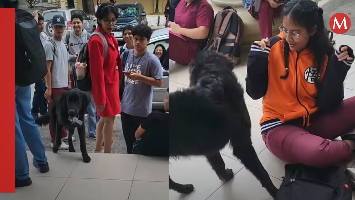 Perrito pasea armado