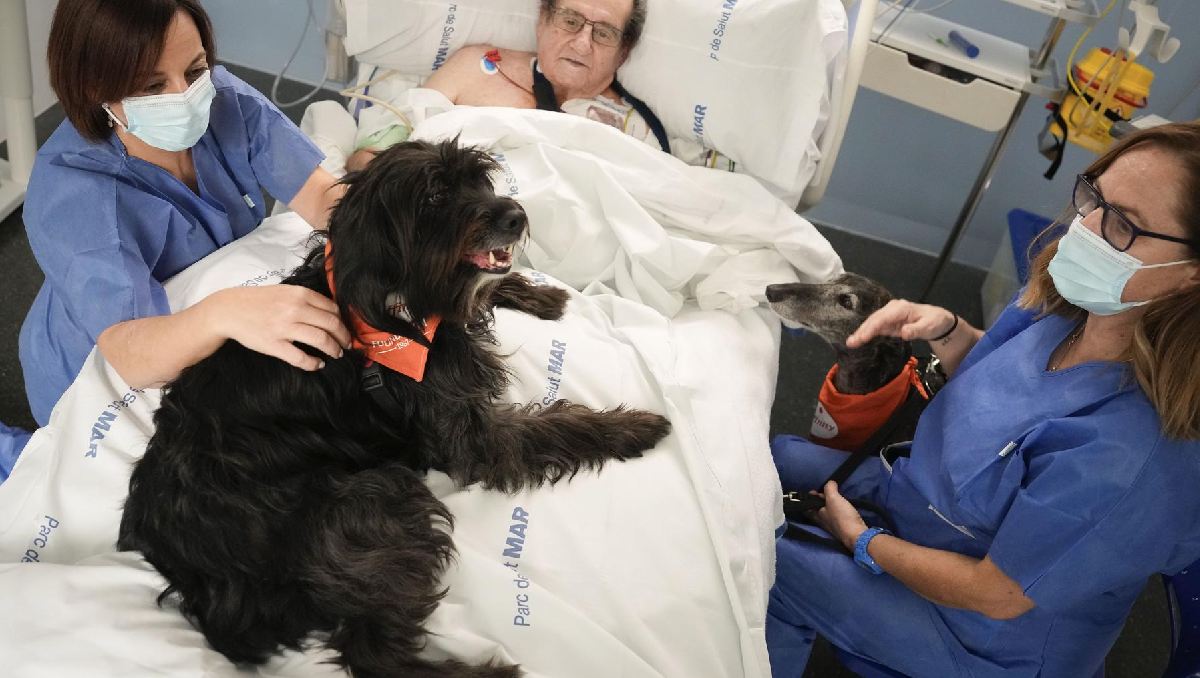 En su cama de la UCI, Francisco recibe la visita de dos perros terapéuticos | (Agencia EFE)
