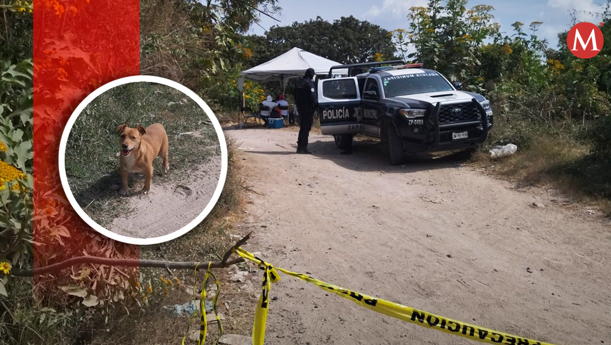 Perritos entran y salen del área acordonada. (Especial)