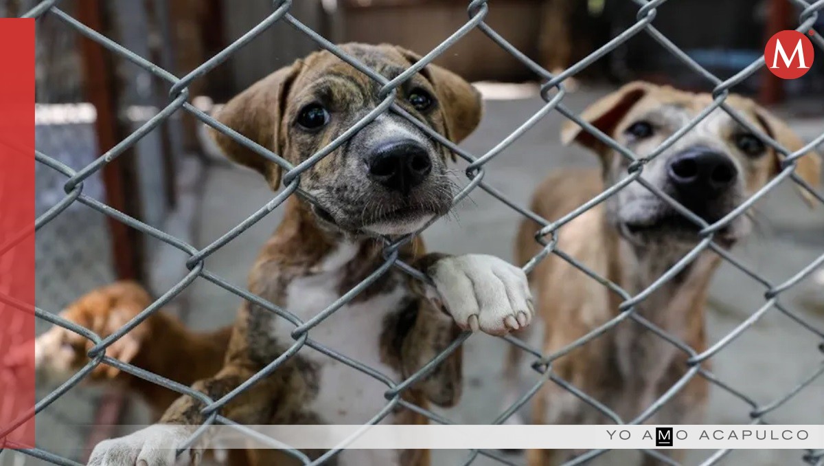 Rescatan a perros afectados por Otis en Acapulco.
