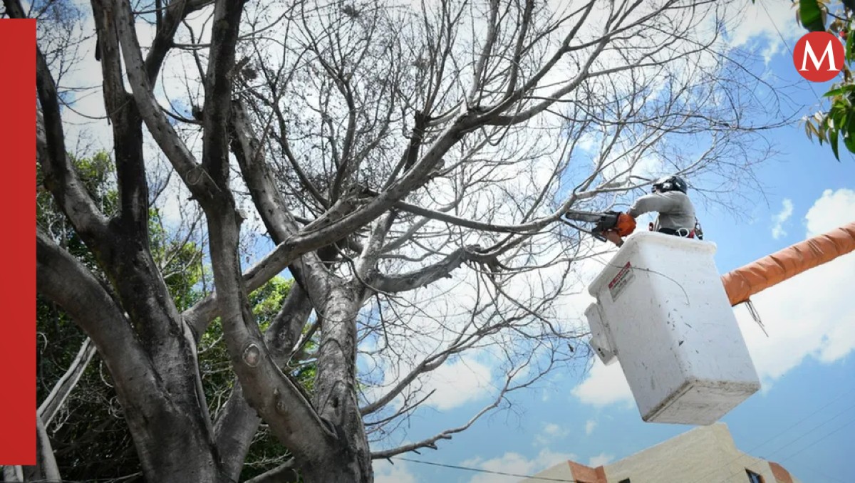 Árboles antiguos son riesgo para ciudadanos colonia en Ciudad Madero