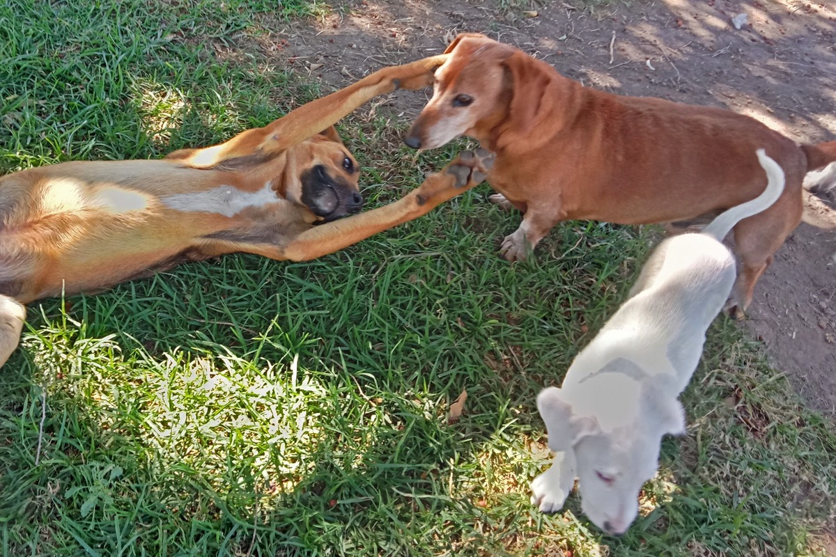'Hogar Canino Vida Nueva': el lugar ideal para adoptar gatos y perros en Puebla | David Meléndez