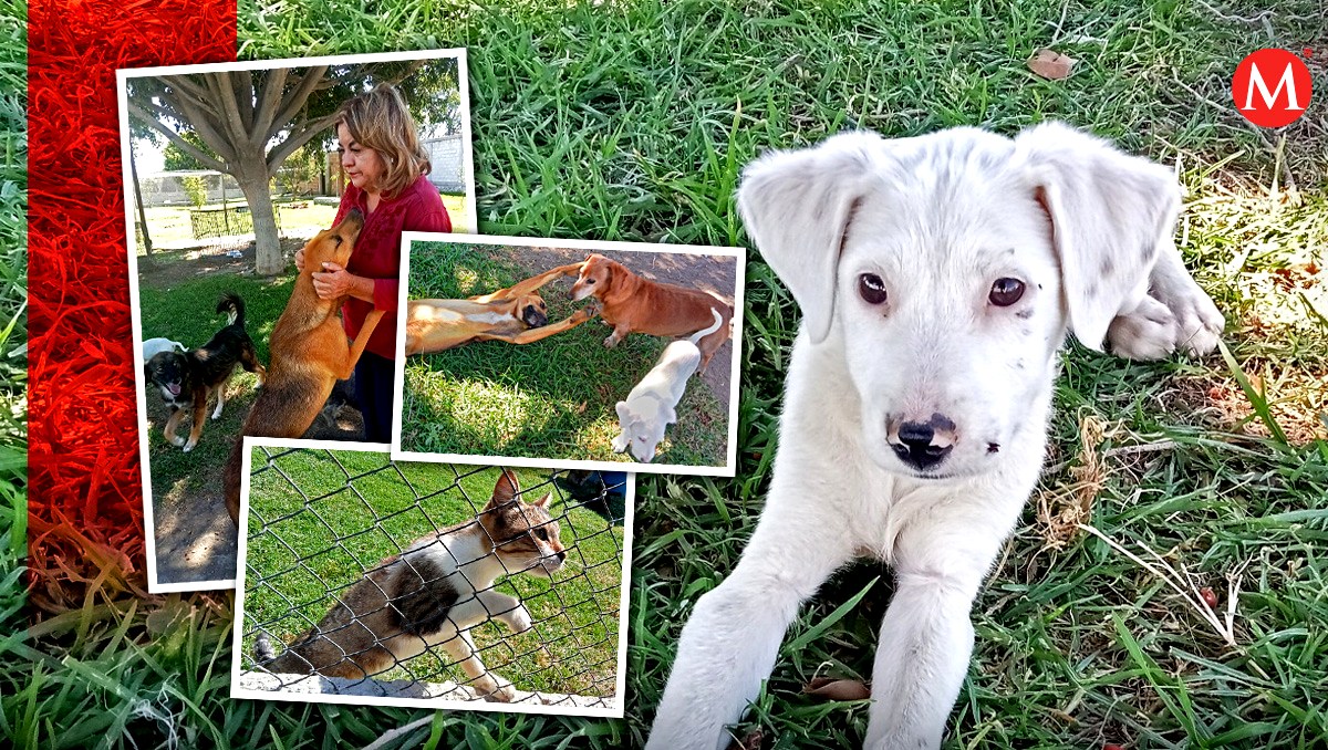 'Hogar Canino Vida Nueva': el lugar ideal para adoptar gatos y perros en Puebla | David Meléndez/ Diseño Milenio