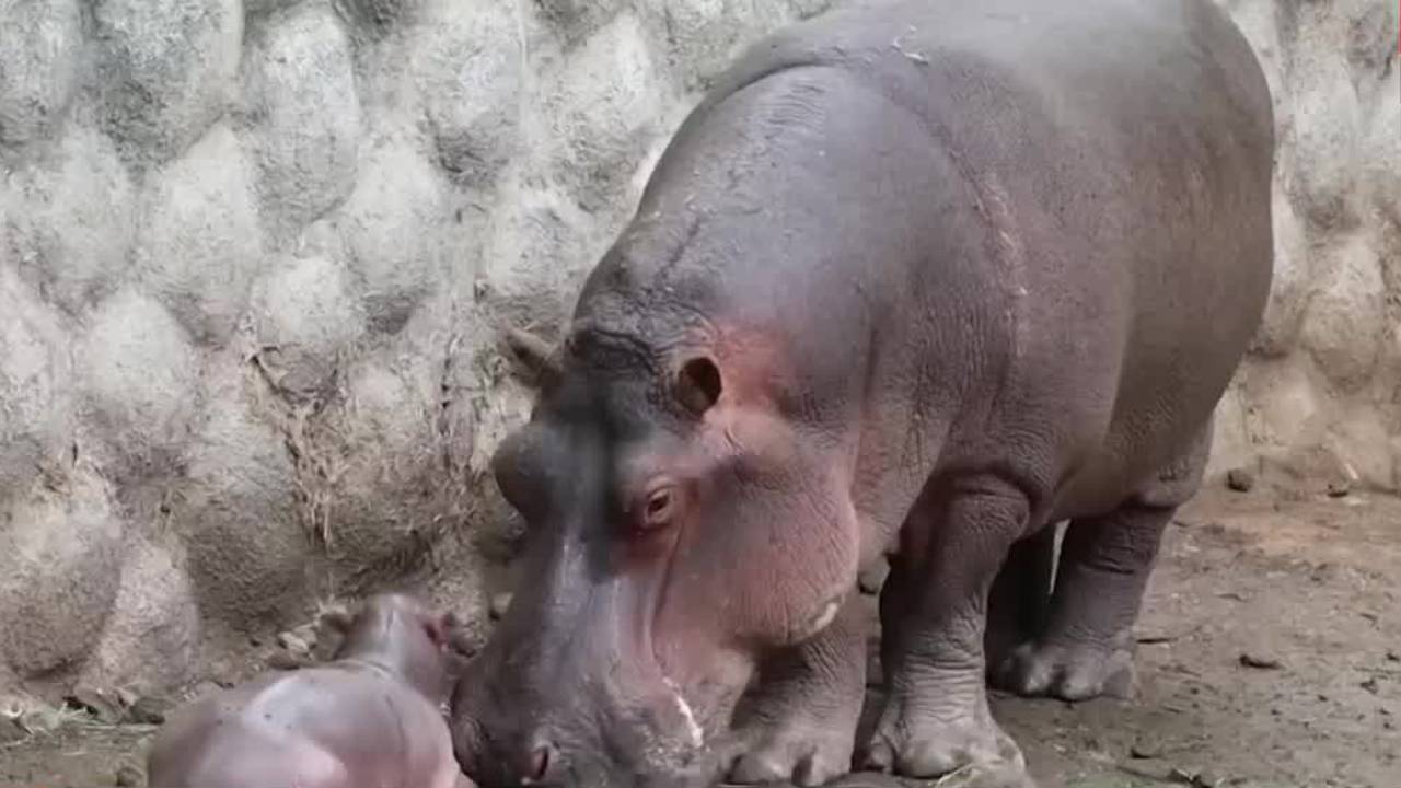 Nace hipopótamo del Nilo en el Parque Zoológico Benito Juárez en Morelia