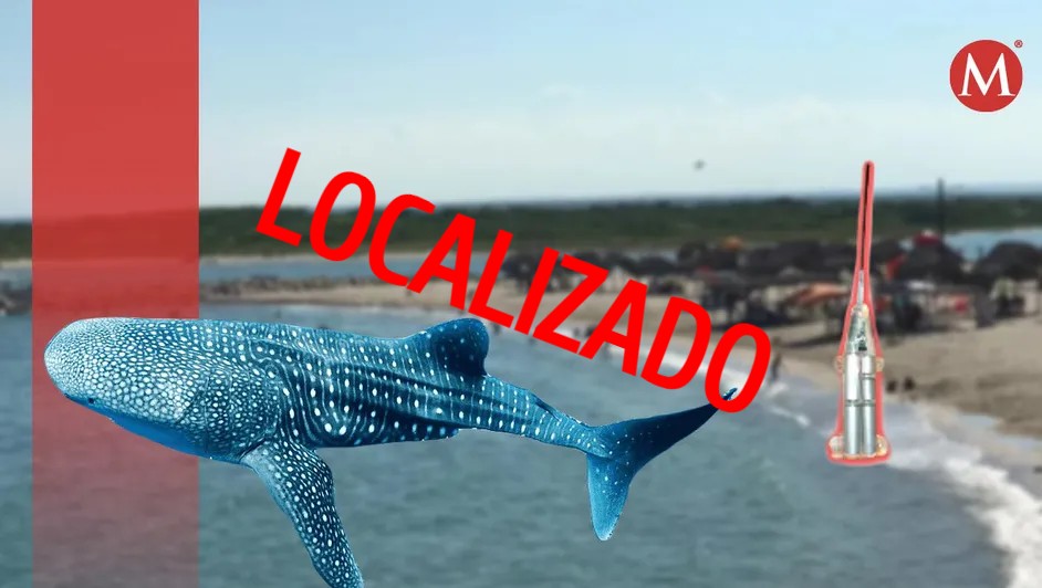 Encuentran localizador extraviado de tiburón en playa de Tamaulipas