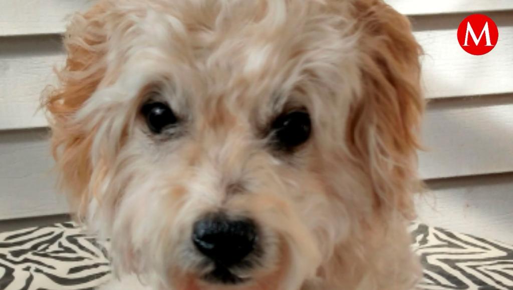 El matrimonio acudió con un taxidermista luego de que su perro muriera inesperadamente.
