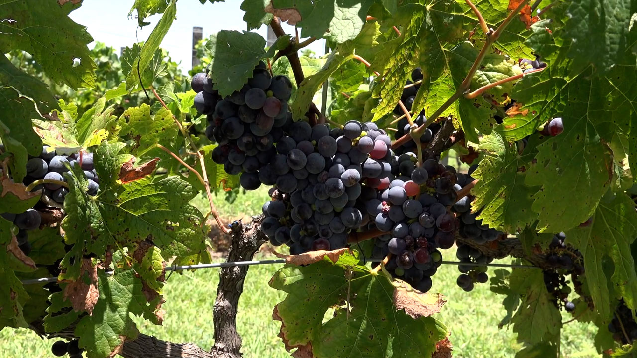 La selección botánica | Conexión Milenio