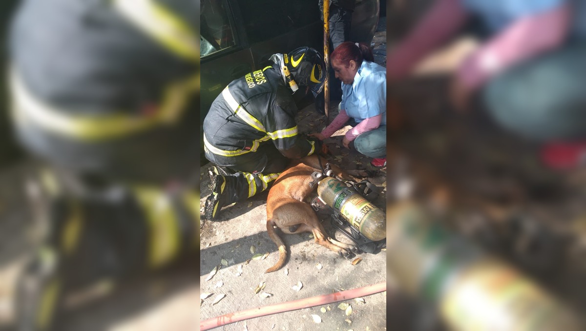 Bomberos de CdMx rescatan a perrito intoxicado por incendio
