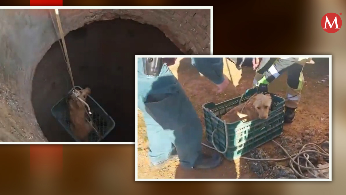 El perrito fue acogido temporalmente por una asociación protectora. | Foto: Especial.