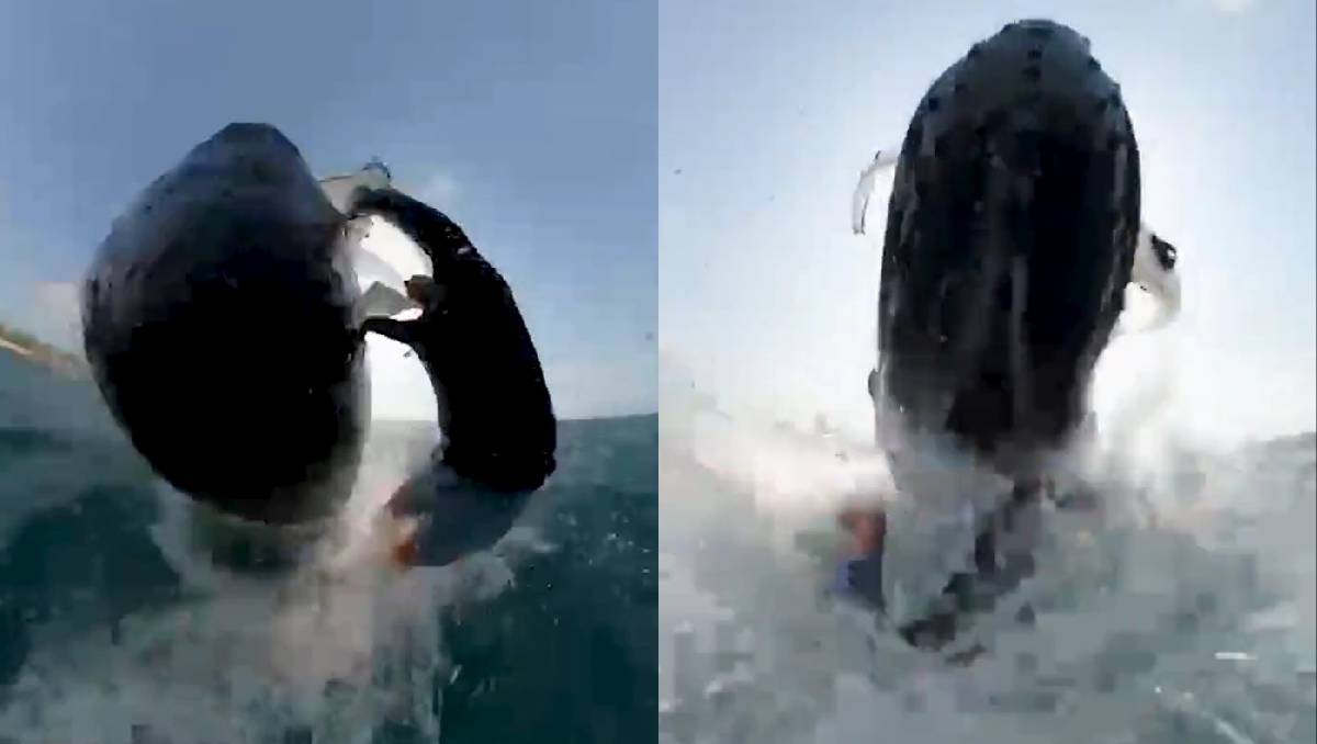 Jason Breen fue golpeado por una ballena | Especial