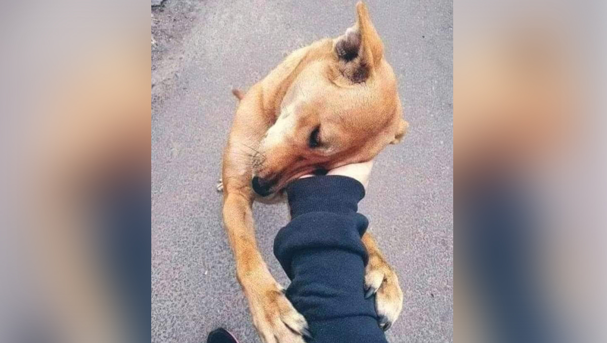 La adopción de perritos brinda alegría al mismo animal y a la familia que lo acoge. (cortesía)